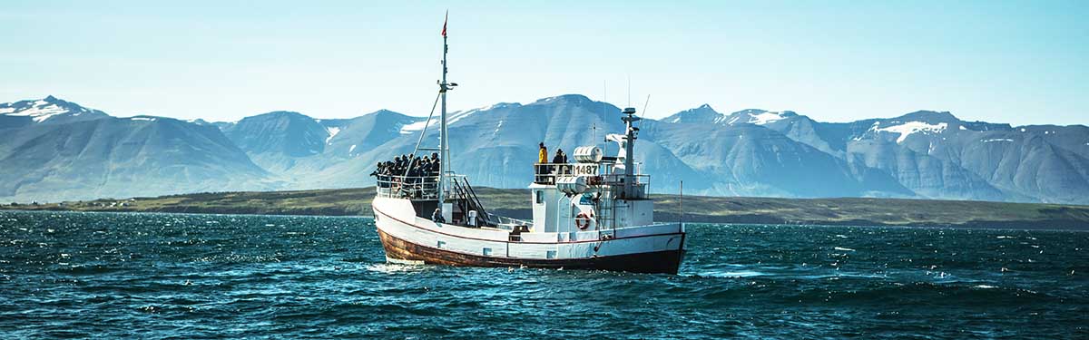 Walbeobachtung Reykjavik Walbeobachtung Reykjavik